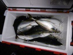 ハピネスⅡ 釣果