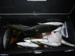 ハピネスⅡ 釣果