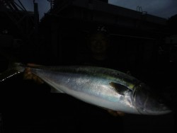 ハピネスⅡ 釣果