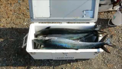 長崎大村湾　第一あさかぜ 釣果