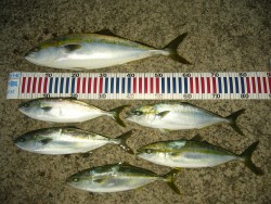 初のオフショアチャレンジ