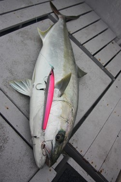 IZANAGI　イザナギ 釣果