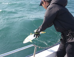 IZANAGI　イザナギ 釣果