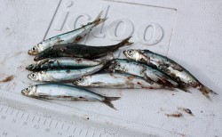 IZANAGI　イザナギ 釣果