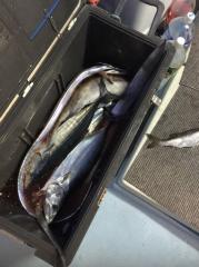 かいもん丸 釣果