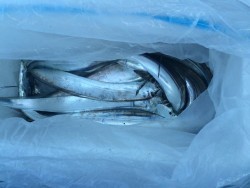 さんさん丸 釣果