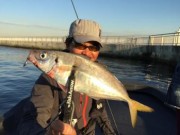 シーマジカル 釣果