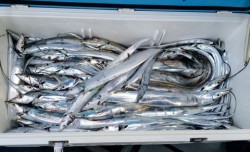 さんさん丸 釣果