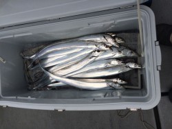 さんさん丸 釣果