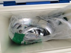 さんさん丸 釣果