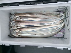 さんさん丸 釣果