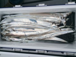 さんさん丸 釣果