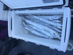 さんさん丸 釣果