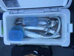 さんさん丸 釣果