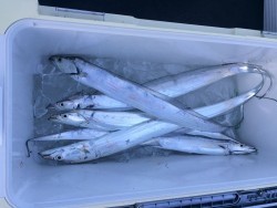 さんさん丸 釣果