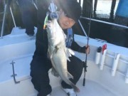 シーマジカル 釣果