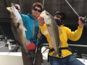 シーマジカル 釣果