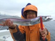 シーマジカル 釣果