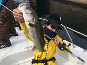 シーマジカル 釣果