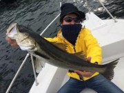 シーマジカル 釣果