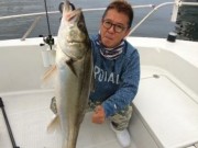 シーマジカル 釣果