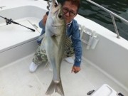 シーマジカル 釣果