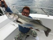 シーマジカル 釣果