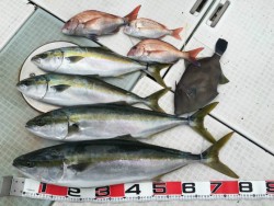 ふじしめ丸 釣果