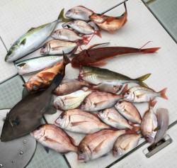 ふじしめ丸 釣果