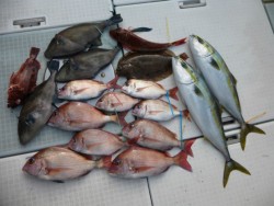 ふじしめ丸 釣果