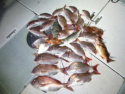 ふじしめ丸 釣果