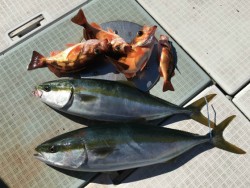 ふじしめ丸 釣果