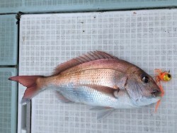 ふじしめ丸 釣果