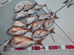 ふじしめ丸 釣果