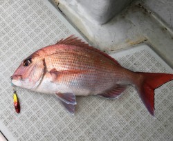 ふじしめ丸 釣果
