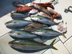 ふじしめ丸 釣果