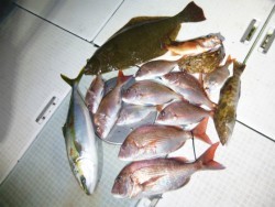 ふじしめ丸 釣果