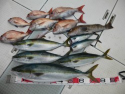 ふじしめ丸 釣果