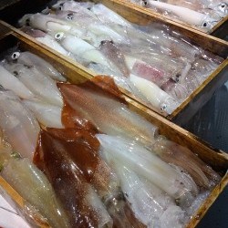 宝生丸 釣果