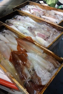 宝生丸 釣果
