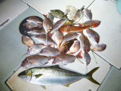 ふじしめ丸 釣果