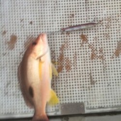 Blue.win 海人丸 釣果