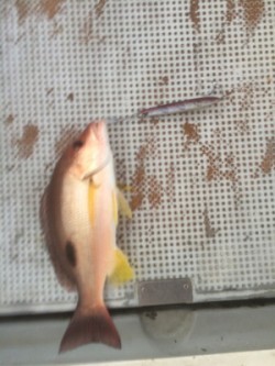 Blue.win 海人丸 釣果