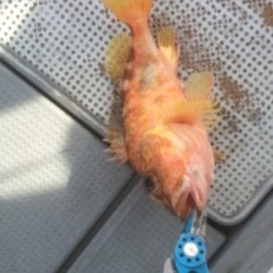 Blue.win 海人丸 釣果