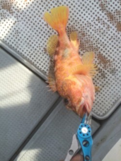 Blue.win 海人丸 釣果