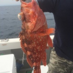 Blue.win 海人丸 釣果