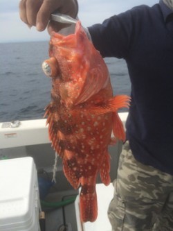 Blue.win 海人丸 釣果