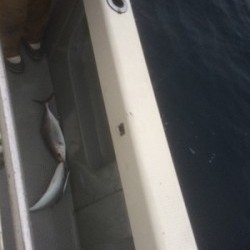 Blue.win 海人丸 釣果