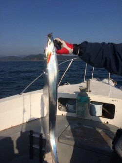 Blue.win 海人丸 釣果