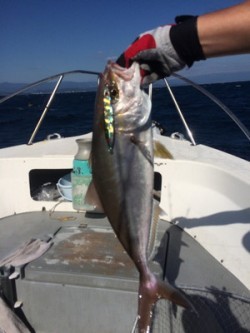 Blue.win 海人丸 釣果